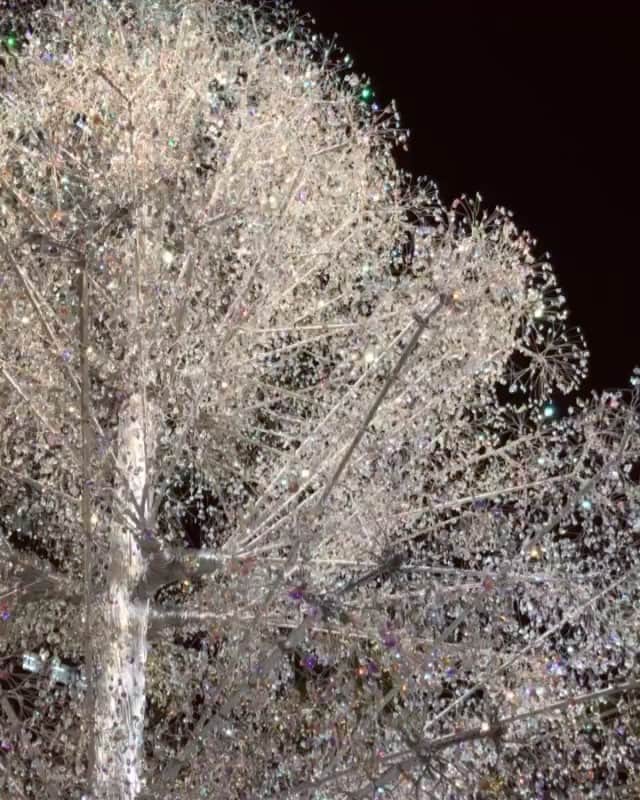 のインスタグラム：「All that glitters...🌟💎🌲 . Edit: No “Kira-Kira” filter involved!  #festive #sparkle #crystals #christmas #cityoflights #NaokosHolidayDiary」