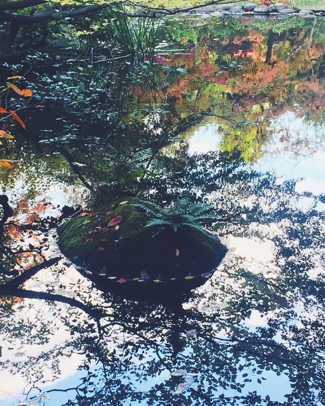 尾形沙耶香さんのインスタグラム写真 - (尾形沙耶香Instagram)「#japanesegarden  #jardinjapones  #日本の秋 ?? #nezumuseum」11月18日 19時15分 - sayakaogata