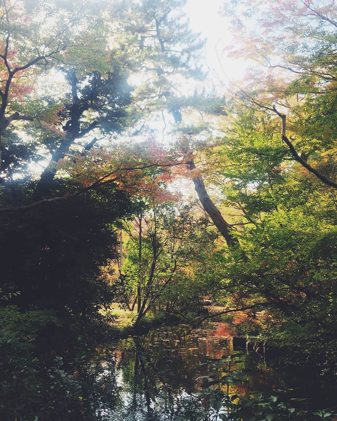 尾形沙耶香さんのインスタグラム写真 - (尾形沙耶香Instagram)「#japanesegarden  #jardinjapones  #日本の秋 ?? #nezumuseum」11月18日 19時15分 - sayakaogata