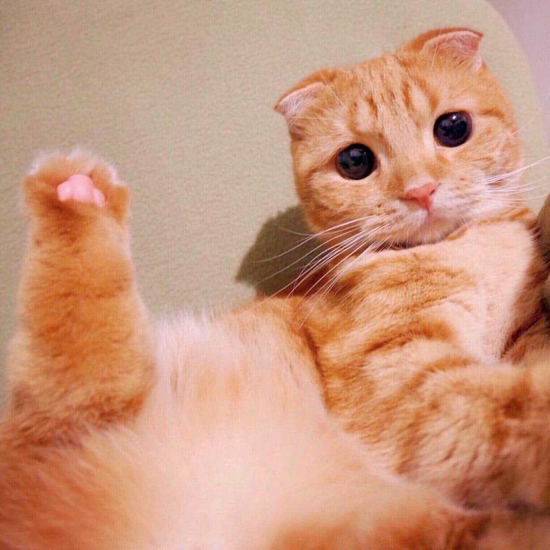 ashmiemuのインスタグラム：「Hi! . ハーイ！ . . Long time no see! My cat's family are all well. But...My mom's mom has fallen ill.😿I'm sorry it took so long to upload the photos. . いつも見て頂いて&温かいコメントとても嬉しいです💌なかなかお返事が出来なくてごめんなさい😿」