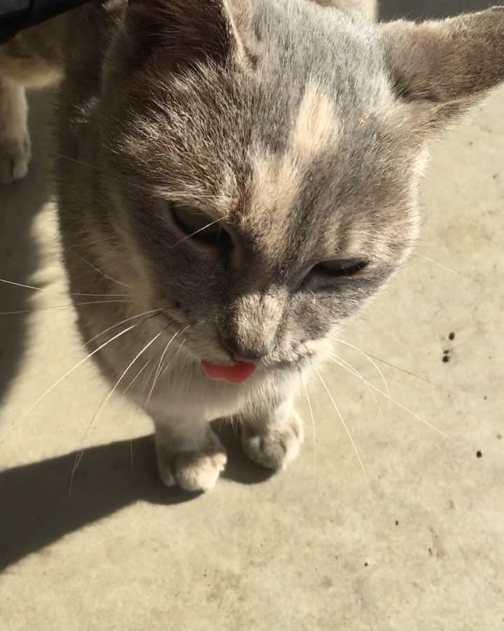 のインスタグラム：「癒しをどうぞ💜. #猫の触り方わかんない」