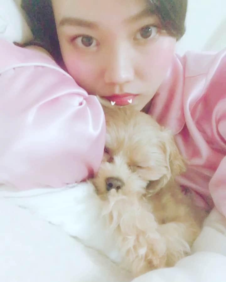 蔵歩実のインスタグラム：「はぁ...かわいい...😍💕 婚期が遅れるいわれる理由が本当に分かるw 今日は寒いけどハクたんいるからぬくぬく❤️ おやすみなさいー🛌💕 #ハク#マルプー#男の子#甘えん坊 #japan #japanese #japanesegirl #일본 #일본인 #일본사람 #東京#tokyo#도쿄#モデル#model#모델」