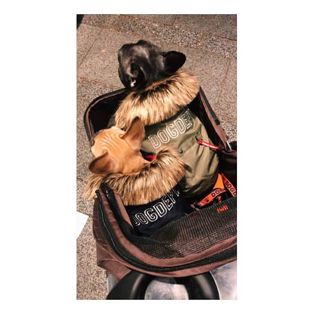 RENA（久保田玲奈）さんのインスタグラム写真 - (RENA（久保田玲奈）Instagram)「Holiday life...❤️ #おはぎ #みたらし #フレンチブルドッグ #OHAGI #MITARASHI #frenchbulldog #holiday」11月19日 17時12分 - sb_rena