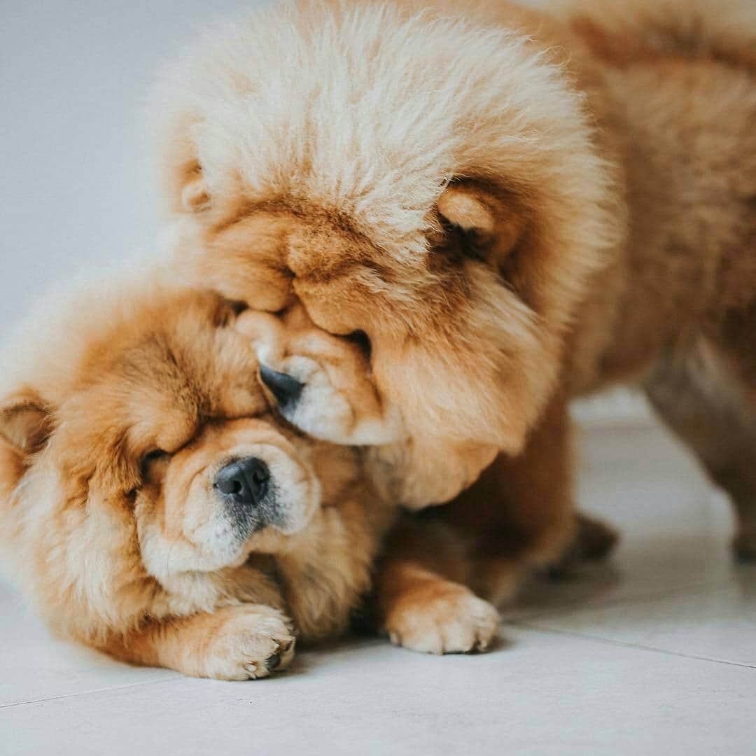 CHOWSTAGRAM CHoW CHoW PuPPieSさんのインスタグラム写真 - (CHOWSTAGRAM CHoW CHoW PuPPieSInstagram)「@dukeandduchesschow」11月19日 12時31分 - chowchow.gallery