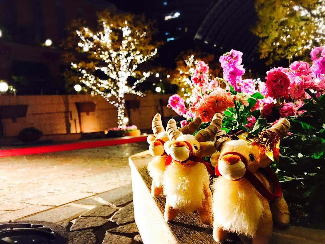 五十嵐もかさんのインスタグラム写真 - (五十嵐もかInstagram)「🐐🐐🐐#japan #japanese #ebisu #christmas #ilumination」11月20日 14時20分 - mocamaru0529