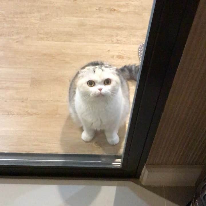 Mammoth and Grizzlyのインスタグラム：「Mammoth, a demanding kitty. She is hungry. She wants me to sit by her and pet her while eating. 😂😅🤣 เวลาที่น้องหิว น้องต้องจะเรียกแม่ไปดูน้องกินข้าว」