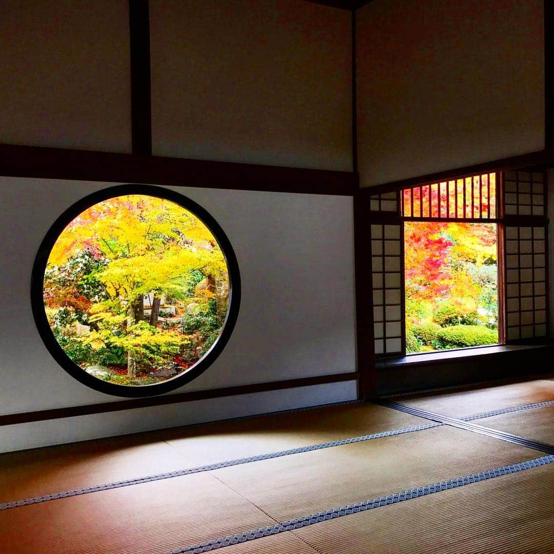 近藤あみのインスタグラム：「近くにこんな素敵な紅葉がみれるなんて、、🍁 #血足跡こわい#紅葉は素敵#そうだ京都へ行こう#おいでやす#秋の京都#冬の京都」