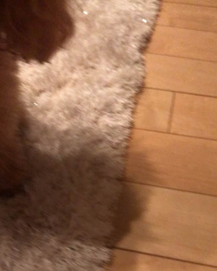のインスタグラム：「犬用のケーキを作りました🐶🎂 . 食べてなくなってもずっとぺろぺろお皿舐めてて気に入ってくれたみたい💓 . 水切りヨーグルトとじゃがいもとぽこちゃんはいちごが大好きだからいちごを使ったよ！ . すごく簡単にできたしめっちゃ喜んでくれた(  ˆОˆ )💓 . #愛犬の誕生日 #誕生日 #happybirthday #dog #犬 #トイプー」