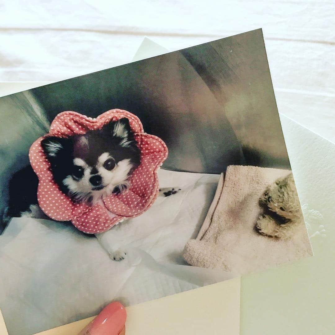 ダダのインスタグラム：「This picture was taken in an animal hospital when the day before Dada went to heaven. Over six months have passed since that day. I’m moving forward with strong mind, but It’s still hard to talk about her, and still miss her. I want to touch her little body, her soft hair, her tiny paw. I hope you remember my beautiful Dada:) この写真は、Dadaが旅立つ前日に動物病院で撮られたものです。早いもので、もう半年以上が過ぎました。大好きなDadaのことを想いながら、元気に過ごしていますが、まだDadaの話をするのは辛いし、まだまだ恋しいです。みんなの心のなかに、まだDadaがちょこんといますように。  #ThankYou #Dada #AlittleHappiness #Rainbowbridge #虹の橋 #ずっと大好き #ありがとう」