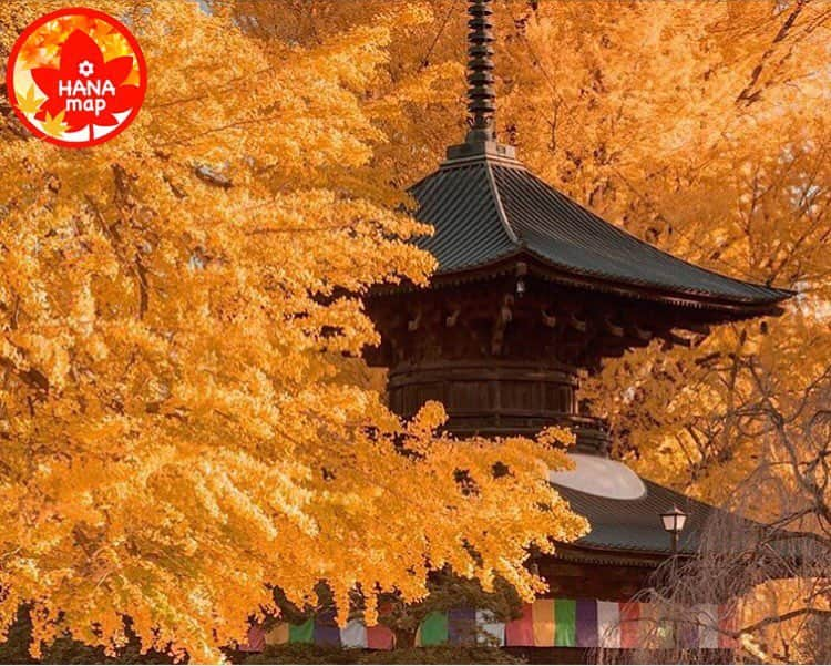 はなまっぷ❁日本の花風景さんのインスタグラム写真 - (はなまっぷ❁日本の花風景Instagram)「🍂🍁はなまっぷの紅葉まつり🍁🍂 * @sken02 さんの 紅葉に花まるを💮 * 鮮やかに色づいた美しい紅葉をありがとうございます😊🍁🍂 * 栃木  #鑁阿寺 Banna-ji Temple, Tochigi Pref. * 🍁•••🍂•••🍁•••🍂•••🍁•••🍂•••🍁 * 見頃が終わっている場所もご紹介させていただいてます🍁 お出かけの際はHP等で開花状況をご確認くださいね😊🙏 * 🍂🍁はなまっぷの紅葉まつり🍁🍂 * 🍁期間🍁 〜12月上旬頃まで 今年撮影された紅葉のお写真にタグ付けしてください😊すでにポスト済のお写真へのタグ付け大歓迎です！ * 🍂概要🍂 #はなまっぷ紅葉2017 に、素敵なお写真をたくさん投稿いただいた方の中から期間終了後、写真集（スライド動画）を作成して何名様かご紹介予定です。 * #はなまっぷ へ投稿いただいたお写真も紅葉まつりでご紹介させていただきますが写真集へのご参加は「はなまっぷ紅葉2017」へお願いします🙏 * #日本#秋#自然#紅葉#風景 #nature #栃木#足利#銀杏#イチョウ#寺」11月21日 23時01分 - hanamap