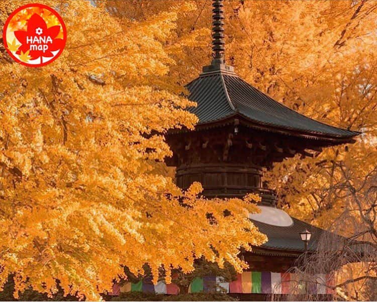はなまっぷ❁日本の花風景のグルメインスタ