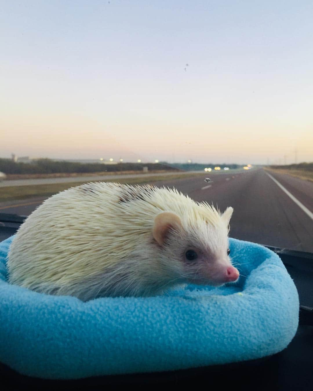 ハフさんのインスタグラム写真 - (ハフInstagram)「Road Hog. 🚘 #Texasbound」11月22日 8時37分 - huffyhedgehogs