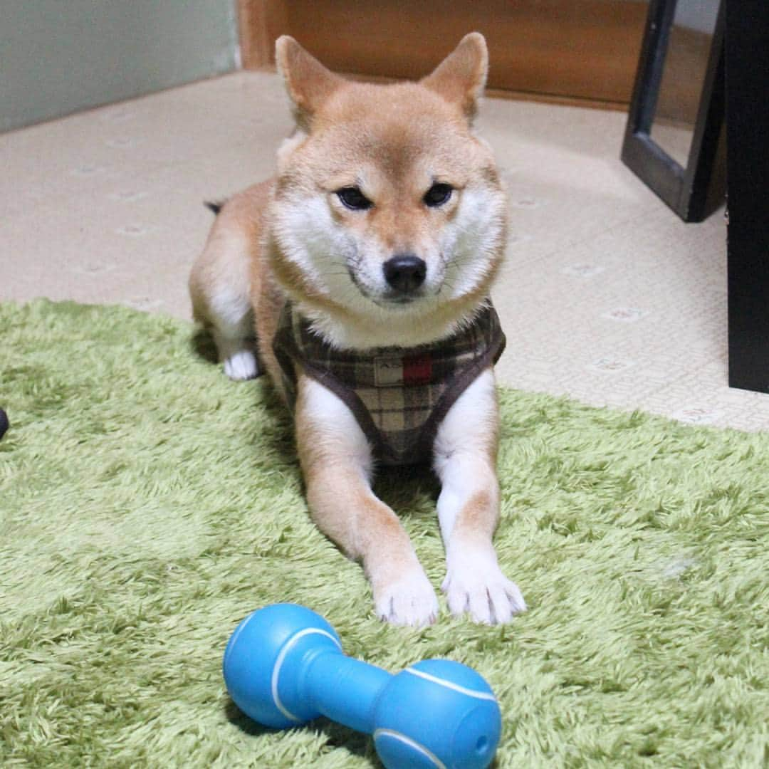 柴犬たま Shibainu Tamaのインスタグラム