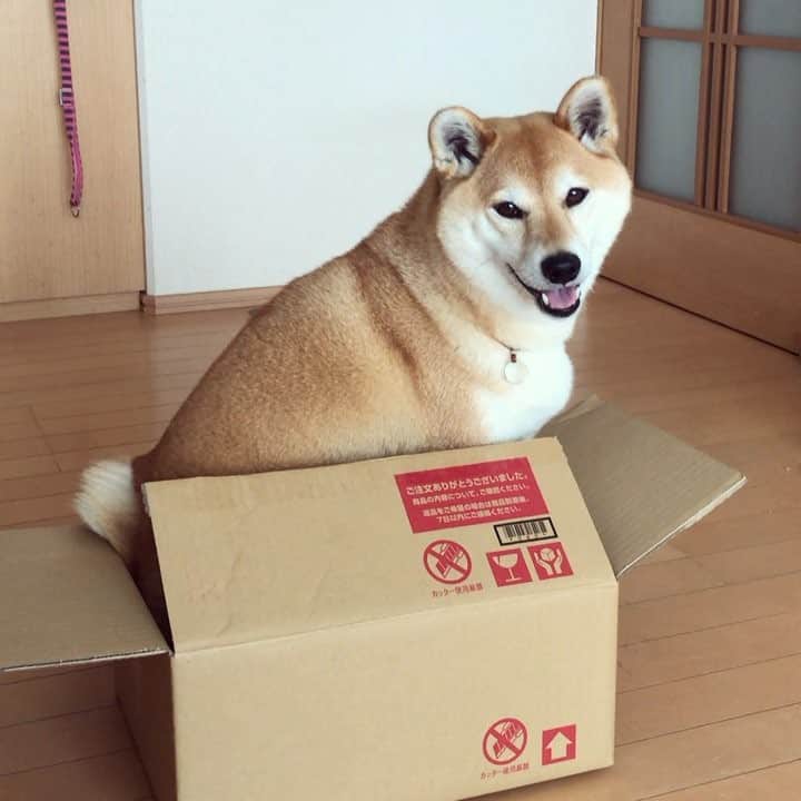のインスタグラム：「I ❤️ 📦 ! 前世は猫 #shiba #shibainu #weeklyfluff」
