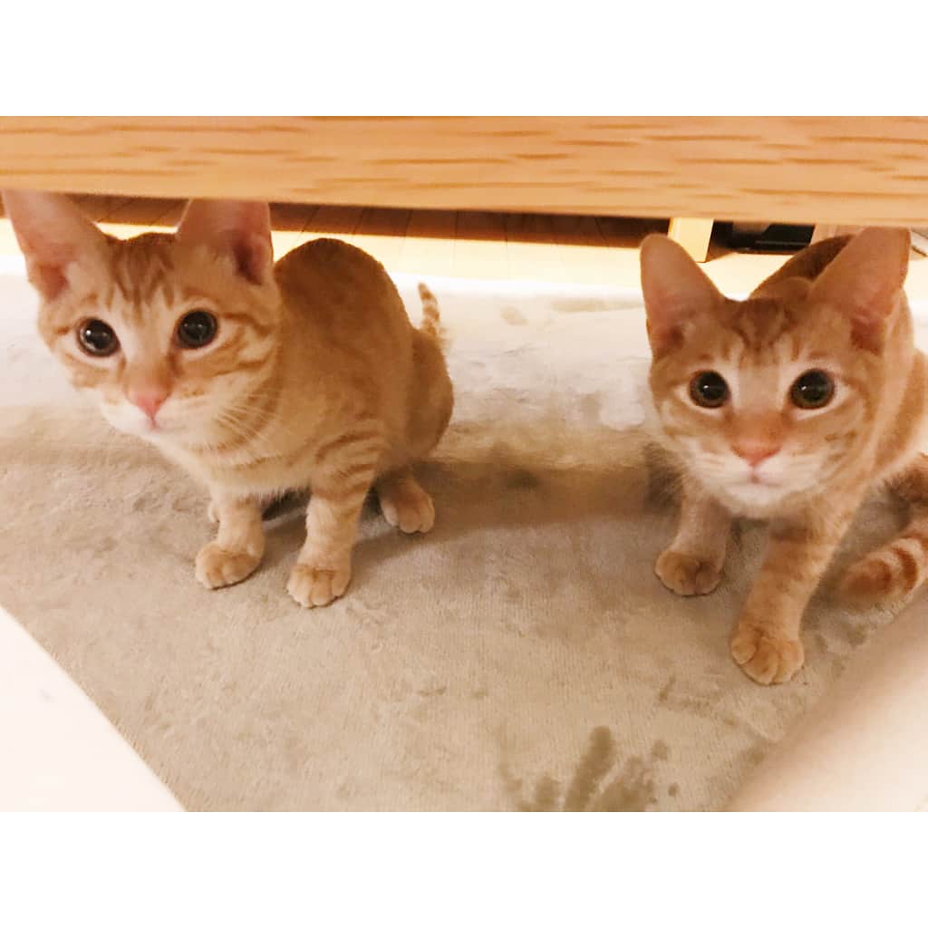 千葉雄大のインスタグラム：「ひとんちの猫がかわいすぎて 困ってます。」