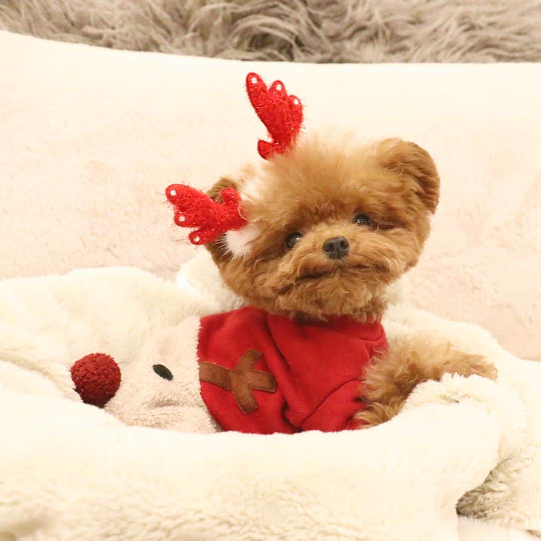 띠비비샤샤루루슈엘さんのインスタグラム写真 - (띠비비샤샤루루슈엘Instagram)「. 루돌프 슈🐻 . “Rudolf SHU”🎅🏾🦌 “Go! SHUdolf!!” #펫티쉬 . . . #Shu #슈 #TeddySHU #Teddybear #poodle #toypoodle #푸들 #토이푸들」12月18日 18時42分 - bibi_shasha