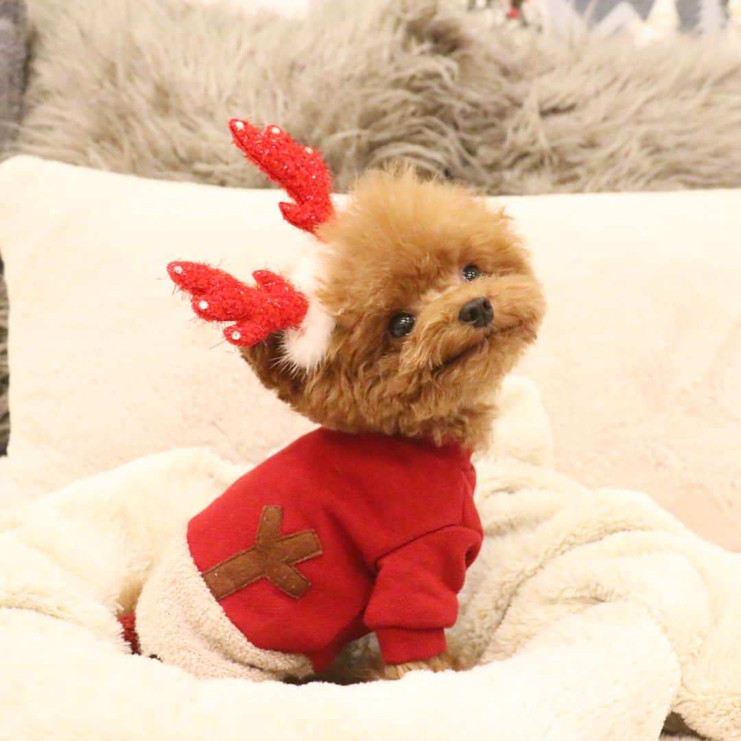 띠비비샤샤루루슈엘さんのインスタグラム写真 - (띠비비샤샤루루슈엘Instagram)「. 루돌프 슈🐻 . “Rudolf SHU”🎅🏾🦌 “Go! SHUdolf!!” #펫티쉬 . . . #Shu #슈 #TeddySHU #Teddybear #poodle #toypoodle #푸들 #토이푸들」12月18日 18時42分 - bibi_shasha