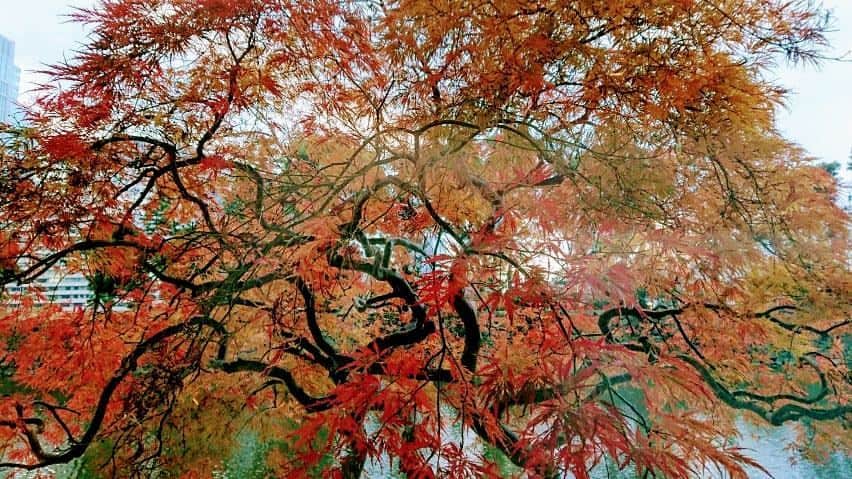 のインスタグラム：「ロビー奥の手向山紅葉、葉が鮮やかに紅く染まっています。The leaves have turned a beautiful crimson on the Tamukeyama maple tree.  #手向山紅葉 #紅葉 #もみじ #お濠端 #ホテルロビー #借景 #自然との調和 #都会の自然 #和田倉濠 #丸の内 #パレスホテル東京 #Tamukeyama #Tamukeyamamaple #crimsonleaves #moatside #hotellobby #natureinthecity #harmonywithnature #Wadakuramoat #Marunouchi #PalaceHotelTokyo」