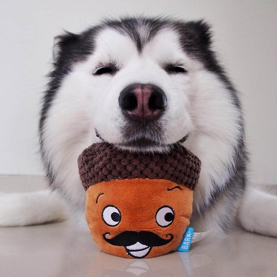 MARUさんのインスタグラム写真 - (MARUInstagram)「Love it on Christmas Day when a label on a present says "from mom and dad" and you just know that dad has absolutely no idea what's inside 😜🎁🌰 _____ First off let me say that this is one of the best stuffed toys we ever had! We love the hidden bonus toy inside the acorn! Hours of fun! Use coupon code 'MARU' for special discount @Barkbox and @Barkshop link in my bio 🎁 ____________ #houndandlife#huskypics#bestwoof#meowvswoof#myhusky#Ruffpost#videobyanimals#dog_features#my_husky#barkpost#dailybarker#photos4ellen#huskylovingclub#alaskanmalamute#excellent_dogs#thedodo#sendadogphoto#itsahuskything#huffpostgram#dogs_of_instworld#ilovehuskies_features#buzzfeedanimals#viralpets#meowsandwoofs#funbestvids」12月19日 12時58分 - maruhusky