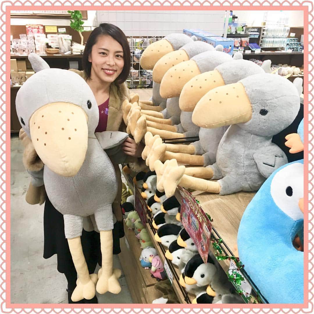 のインスタグラム：「8万円の特大ハシビロコウ、クリスマスにいかがでしょう？🎁🎅 #掛川花鳥園  #ハシビロコウ #大きいぬいぐるみ #非売品 ですが #買うと8万円 #右側の小さいものは3000円 #クリスマス #サンタさんが困る」