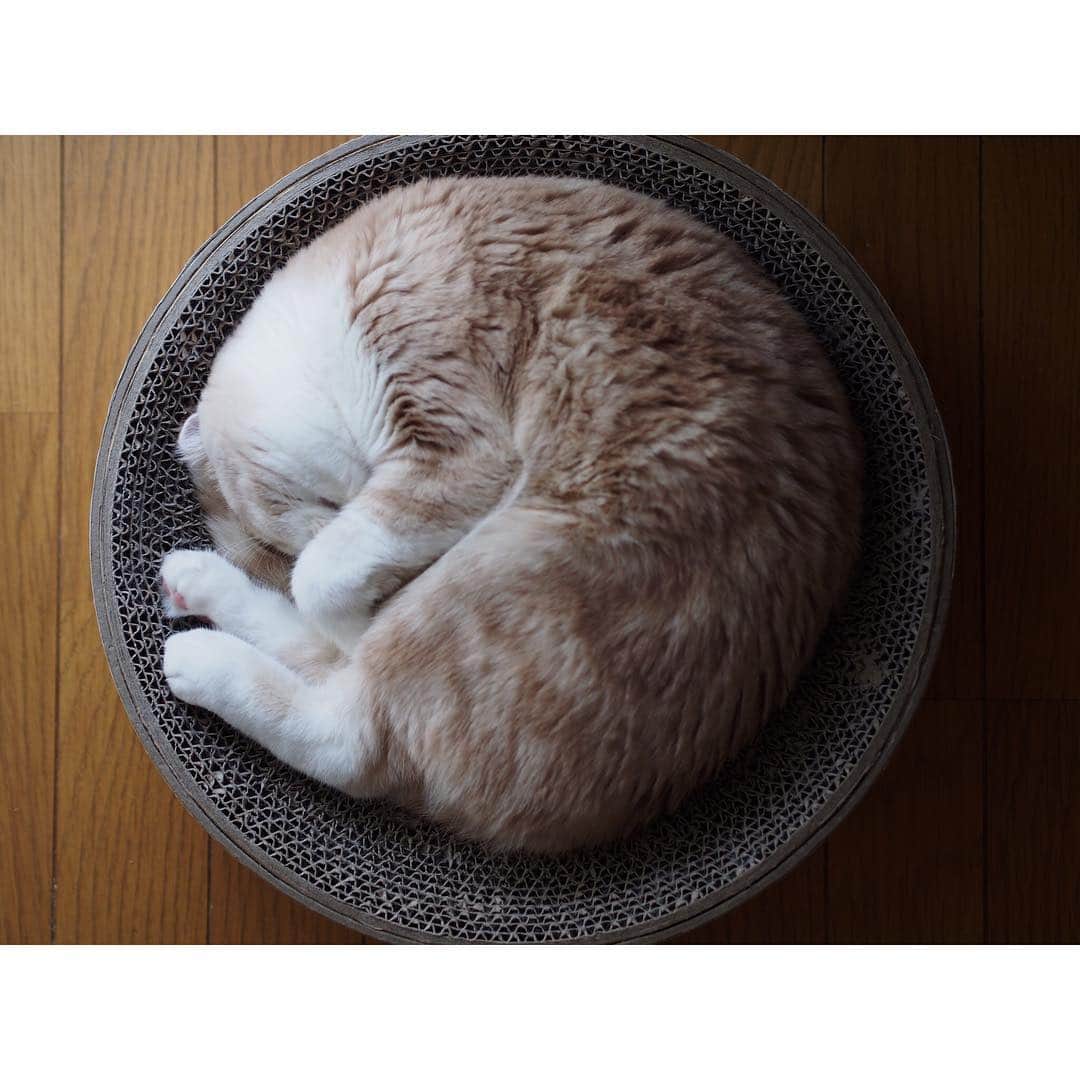 lemongeのインスタグラム：「* にじゅうまるっ！🙆‍♀️◎ * * * 怠けものな ぬしは ただいまゲームに うつつ抜かしてます * 一回サボりぐせつくと 戻れない底なし沼( ˙-˙ ) もぐもぱぴこも元気です🐈🐈」