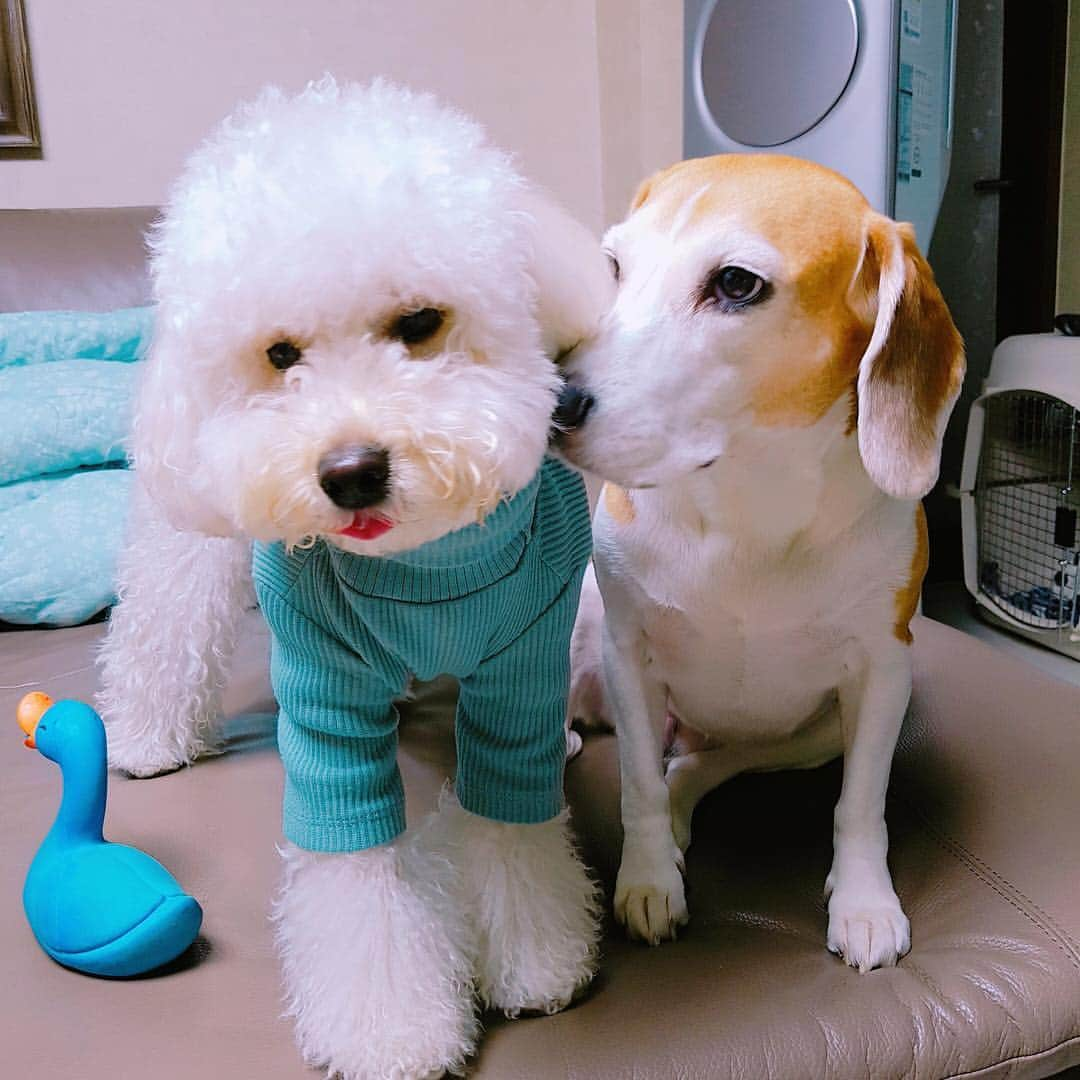 イ・ヒョヌのインスタグラム：「왕대두하늘이왕소두별이🐶」