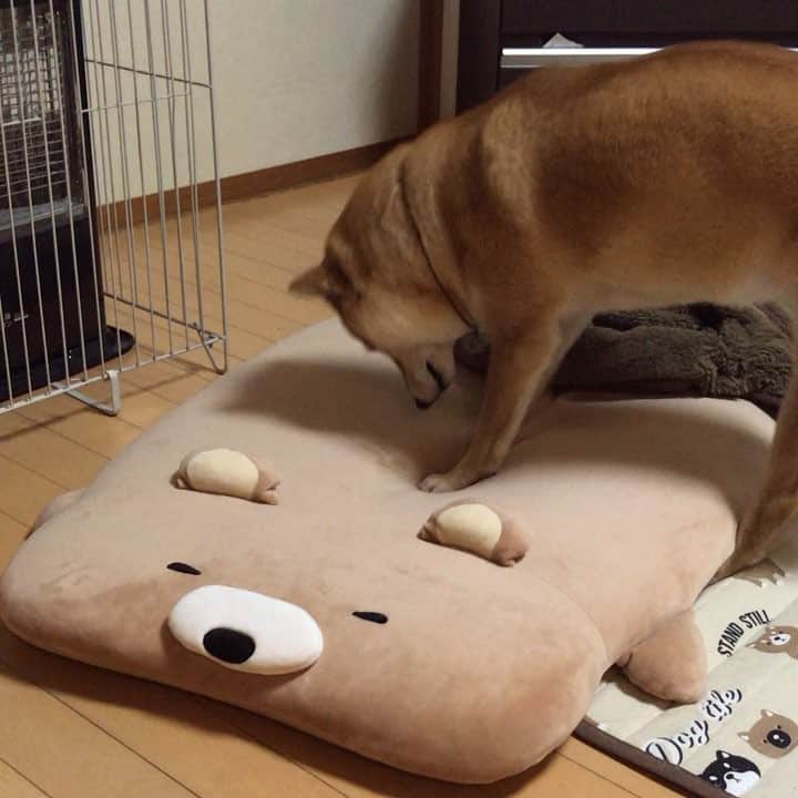 のインスタグラム：「I will get rid of my stress. きらい！みんなきらい！ じぃじ入院前は、こんなことしたこと無かったんだけどな😅 (マロたんから見るとママの父親はじぃじなのでじぃじと書いています。団塊の世代なので後期高齢者とかではないのだよ)」
