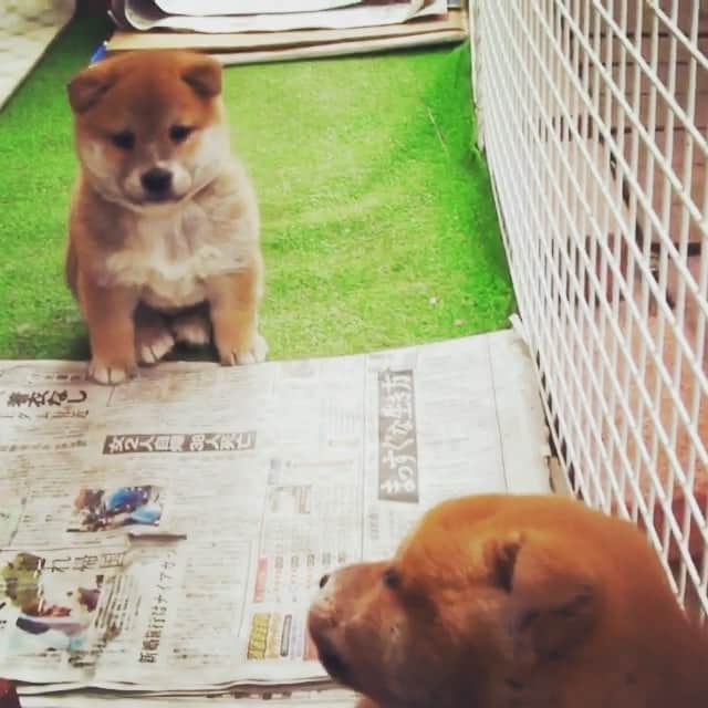 Hanamichi ＆ ℕㆁℜ〡ｋㆁ♡のインスタグラム：「・ あとずさり🐕犬 back walking 🐕 dog ・ #puppy #puppylove #puppystagram #dog #dogstagram #柴犬 #しばいぬ #子犬 #わんこ #shiba #puppy #love #cute #dogstagram #petstagram #webstagram #hubdogs #instagramhub #igers #instamood #clubsocial #instagood #instagramer #photooftheday #dogofthedayjp #iphonegraphy #dailypuppy」