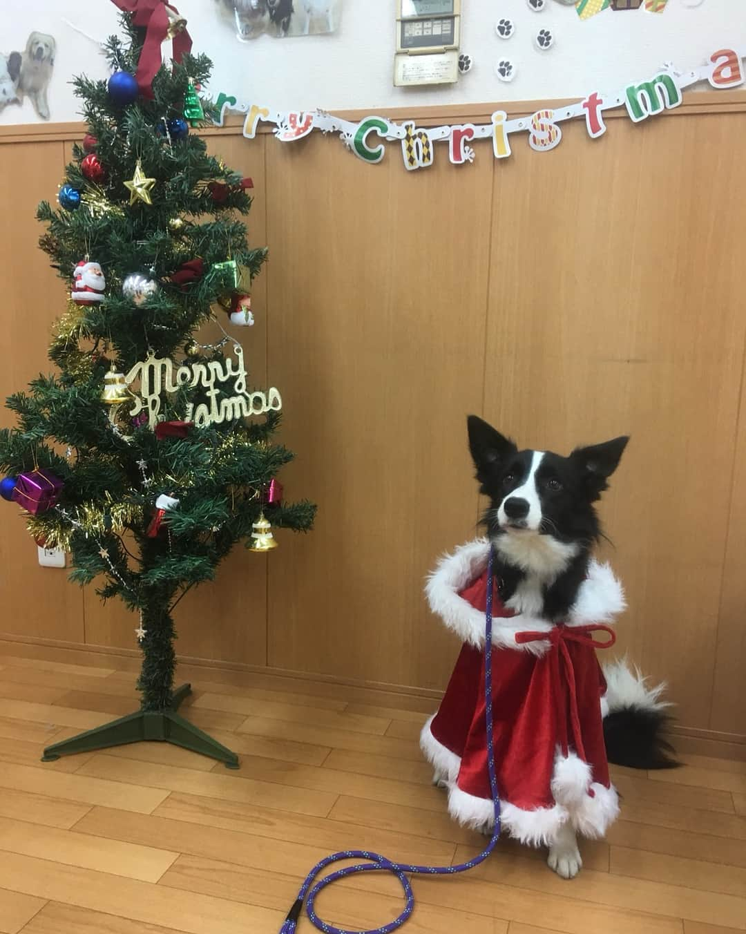 野村周平さんのインスタグラム写真 - (野村周平Instagram)「メリクリ🎄」12月20日 16時12分 - qs86_shuhei