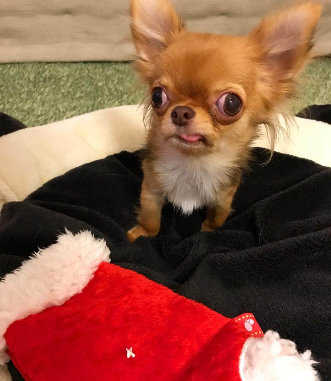 kayoのインスタグラム：「* * おはくり❤️ * * くりおさんの乳歯ゲット〜😆✨ * * kulio❤️ * #生後6ヶ月半 * #chihuahua#chihuahualove#dogstgram#dog#instadog#ちわわ#チワワ#チワワ大好き#チワワ画像#チワワ部#親ばか部#ロングコートチワワ#多頭飼い#パピー#puppy * *」