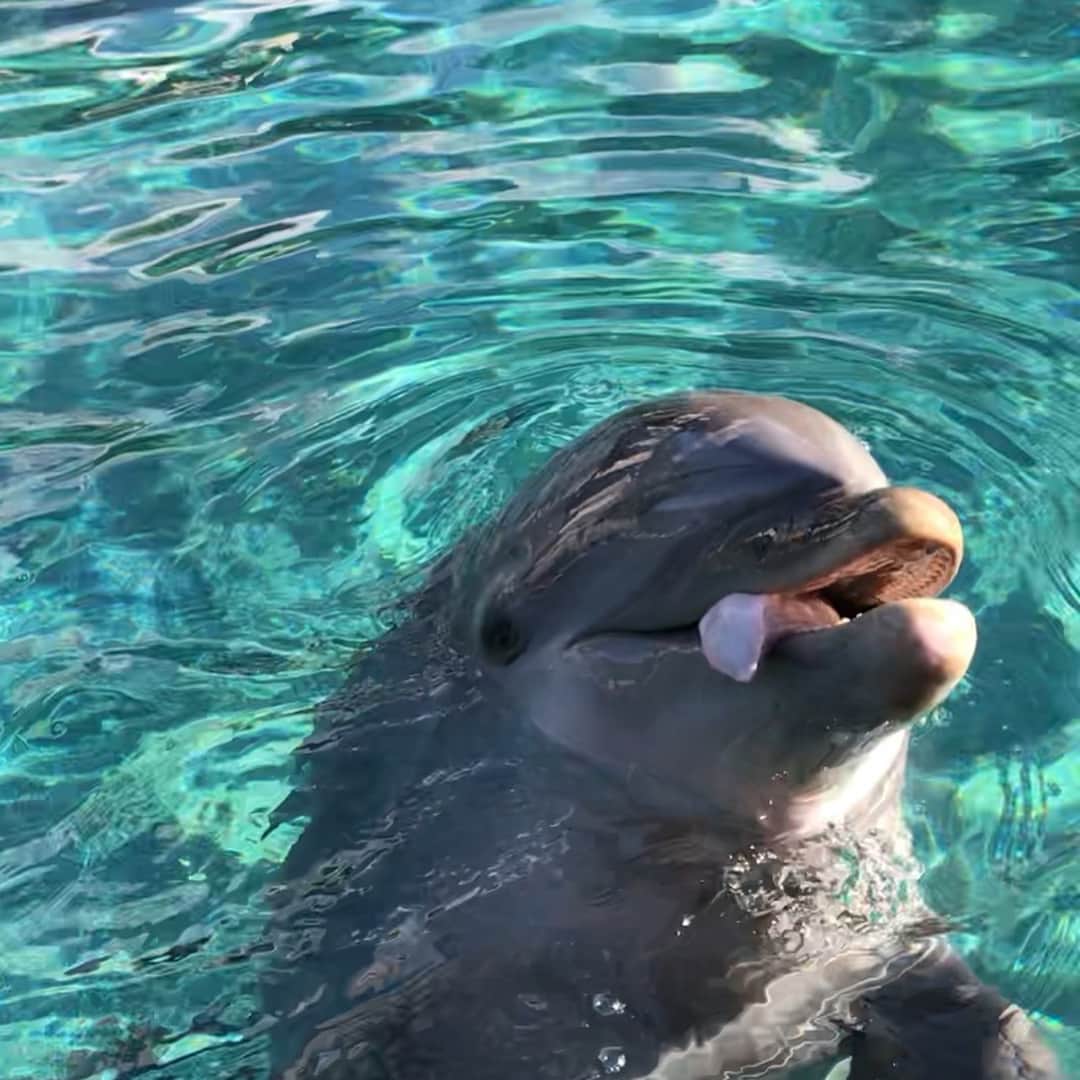 のインスタグラム：「So I was gonna be stranded at the car repair shop for 9 and 1/2 hours today while they worked on my car. Then J-Bo texted me and said she had an extra ticket to Seaworld. We rode so many coasters (some of them twice!), and got to see some pretty cool animals. But I think the highlight was just quality bonding time. We often hang out as part of our friend group, so it was nice to just have an “us” date. Thanks for the fun day, @jenn_lebeau !!! Great way to send off 2017!!!」