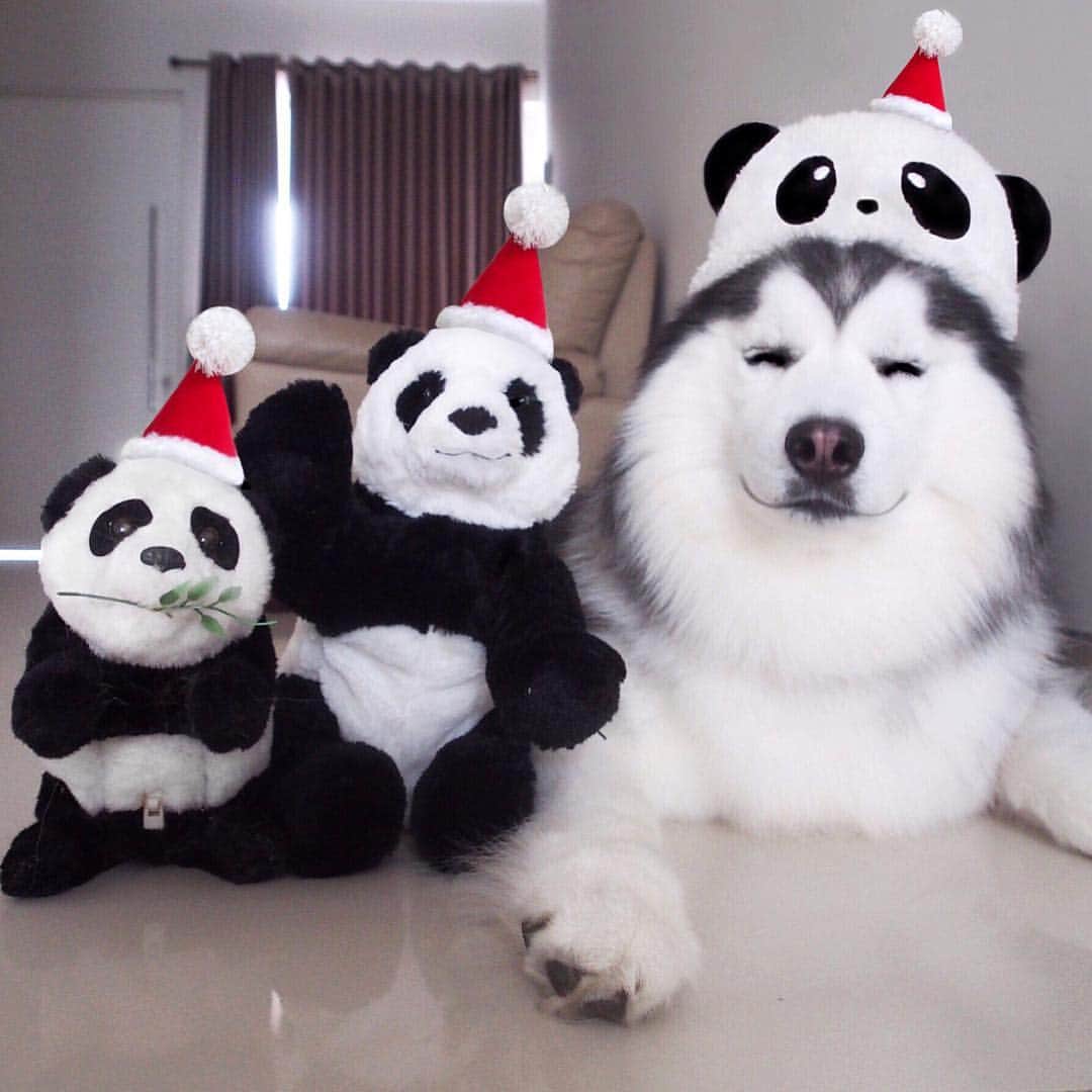 MARUさんのインスタグラム写真 - (MARUInstagram)「Santa Panda is coming to town 🎅🏻🐼🎄 ____________ #houndandlife#huskypics#bestwoof#meowvswoof#myhusky#Ruffpost#videobyanimals#dog_features#my_husky#barkpost#dailybarker#photos4ellen#huskylovingclub#alaskanmalamute#excellent_dogs#thedodo#sendadogphoto#itsahuskything#huffpostgram#dogs_of_instworld#ilovehuskies_features#buzzfeedanimals#viralpets#meowsandwoofs#funbestvids#Christmas#Christmas2017」12月21日 12時22分 - maruhusky