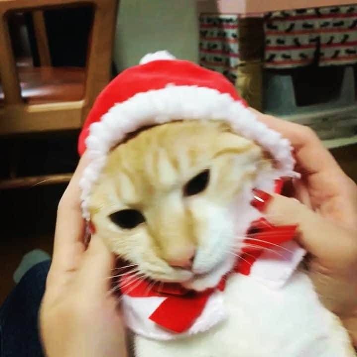 椎名エルのインスタグラム：「被せたら大人しくなっちゃった😂 ぶすかわ😂 ※おかんの声入りまくってるから無音です #catsofinstagram」