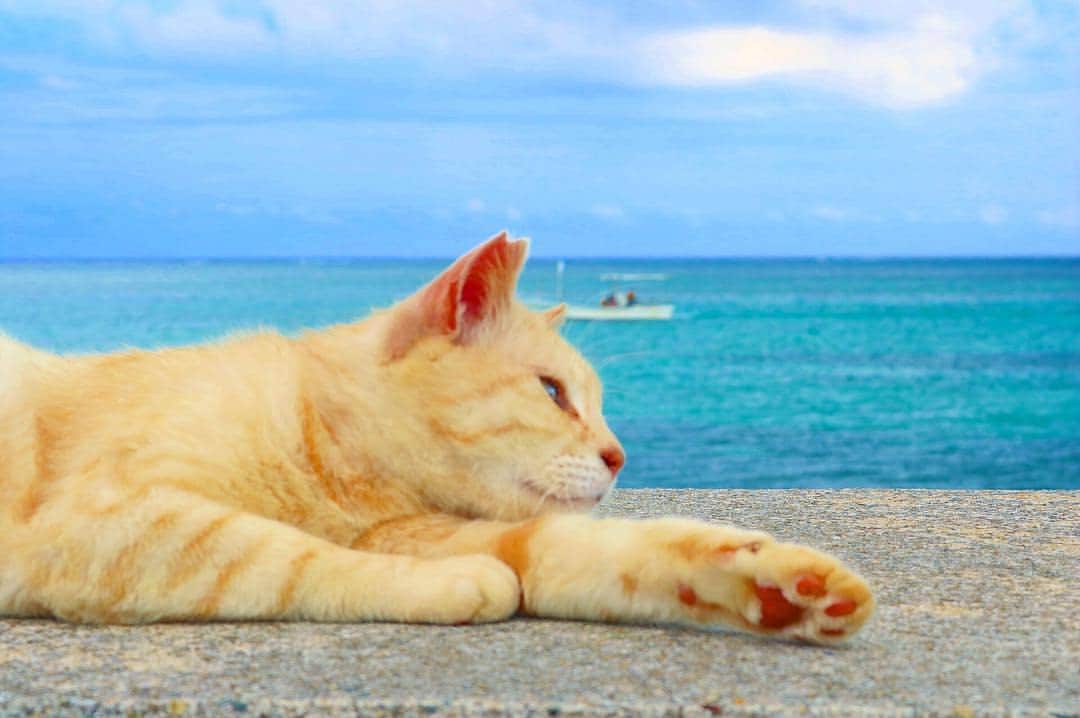 リトレンゴ【公式】のインスタグラム：「Photo by @c.ikki https://www.instagram.com/p/Bbt11D-h3aA/  リトレンゴではサイトOPENを記念して「日本の離島フォトコンテスト」を開催！今回のテーマは『日本の島猫』。あなたが離島で出会った猫の写真を投稿してください。応募はこのアカウントをフォローし、｢島の名前」｢ハッシュタグ #ritorengo 」をつけるだけ。作品は随時ピックアップしてご紹介させていただきます。皆様のご応募お待ちしております🐱 https://www.ritorengo.com/photo-contest/  #石垣島 #沖縄 #離島 #島旅 #島猫 #猫 #ネコ #ねこ #島 #海  #cats_of_instagram #landscape_captures #landscapephotography #landscapelovers #animal #animallovers #animalphotography #cats #catlove #catphoto #ilovecat #japan #japon #にゃんすたぐらむ #にゃんだふるらいふ #ねこ部 #写真好きな人と繋がりたい #写真撮ってる人と繋がりたい #ファインダー越しの私の世界」