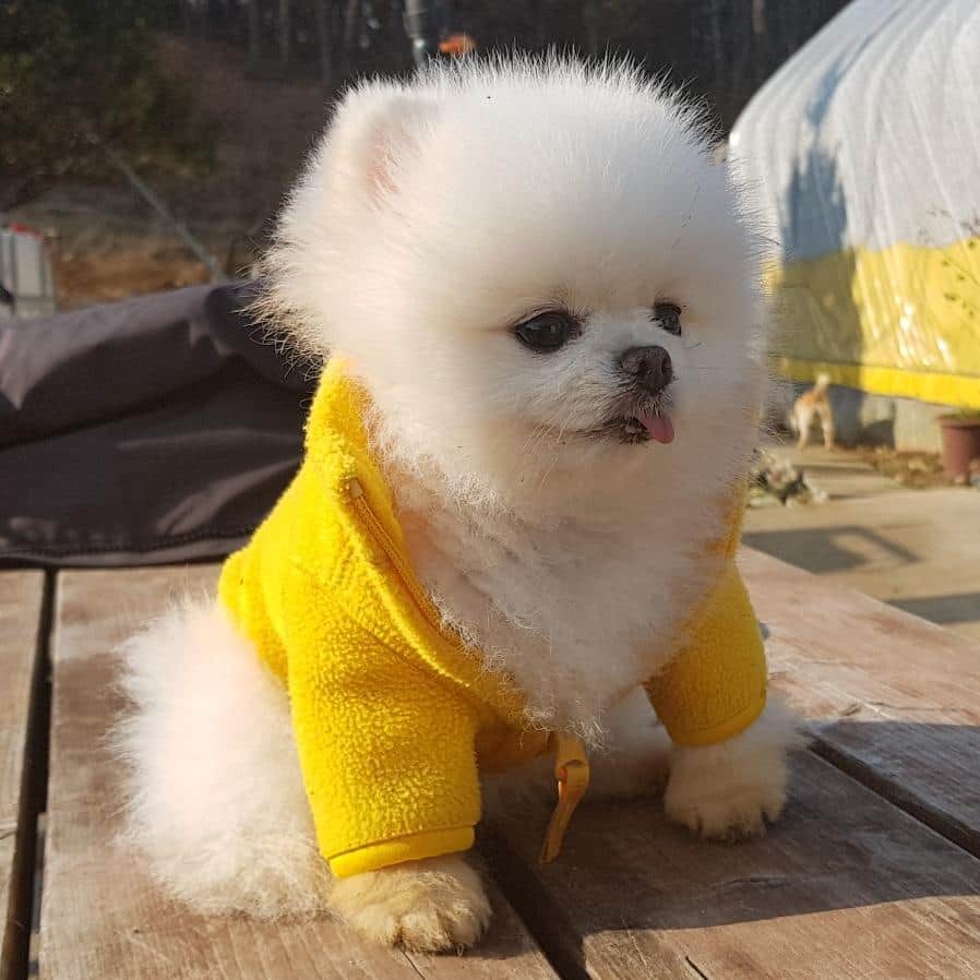 thesoy_yoonsoさんのインスタグラム写真 - (thesoy_yoonsoInstagram)「. 매끈매끈 퐁키발바닥이 흙발이 됨ㅋㅋ 머드팩 굳은느낌?ㅋ . 일단 풋클린으로 닦고 좀이따 한번 더 놀고 씻는걸로ㅋㅋㅋ 좀이따 얼굴까지 난리가 날듯한 느낌적인 느낌... . 루디씨랑 같은곳을 걸었는데 퐁키만 왜케 더럽지?ㅋㅋ . ♀Fongki 2015.05.28」11月28日 15時51分 - thesoy_yoonso