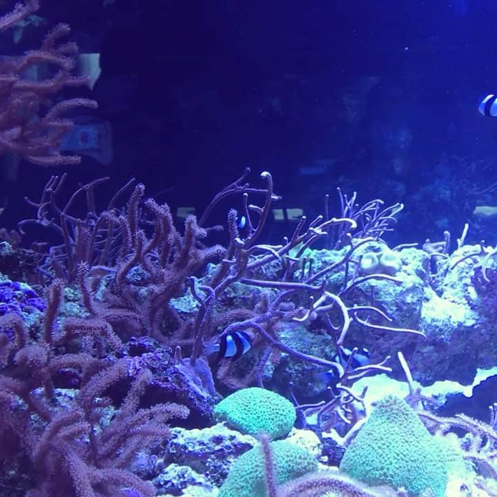 川島令美のインスタグラム：「週末はすみだ水族館へ👶 ＊ #水族館 #ちなみに本日は10ヶ月検診 #生後10ヶ月 #赤ちゃん#男の子ママ #ベビー #0歳 #1月生まれ #育児 #子育て #成長記録 #日々のこと #LIFE #happy #くらし #love」