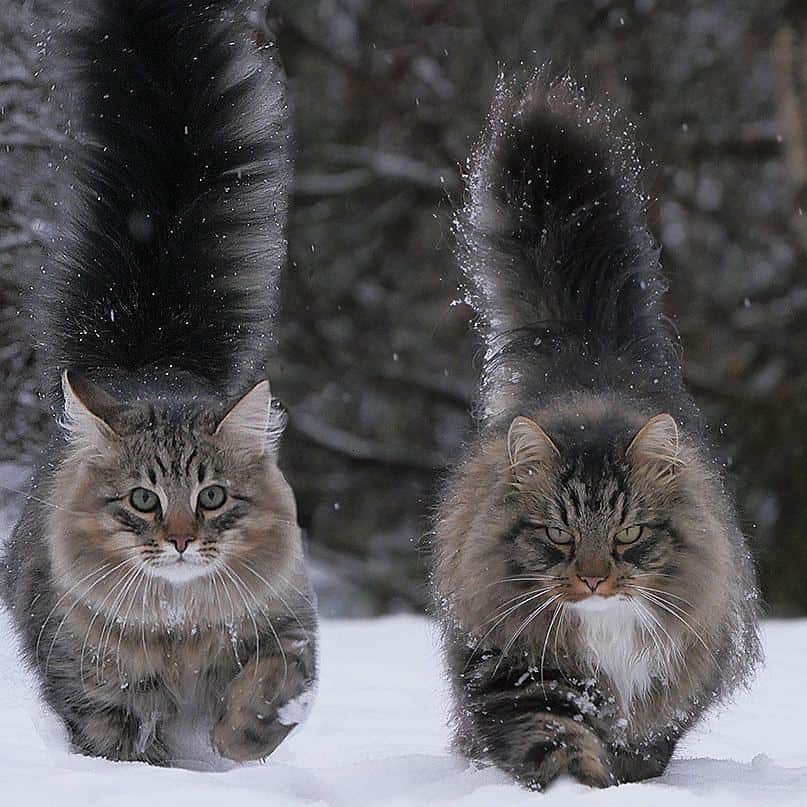 Pleasant Catsさんのインスタグラム写真 - (Pleasant CatsInstagram)「📷 @sampycat : Mää ja mun vauvavelu. Mutta henkinen koko ei kuvasa nävy. #pleasantcats」11月28日 7時52分 - pleasantcats