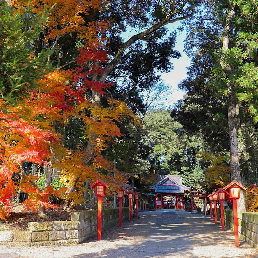 鹿児島よかもん再発見さんのインスタグラム写真 - (鹿児島よかもん再発見Instagram)「郡山八幡神社 その2(^-^)/ 地域には隠れた紅葉スポットがたくさんあります。  #鹿児島紅葉  #鹿児島観光 #郡山八幡神社 #鹿児島の神社 #伊佐市紅葉  #伊佐市観光 #伊佐市 #伊佐市大口 #紅葉 #もみじ #Japan #cooljapan」11月28日 19時40分 - kagoshimayokamon