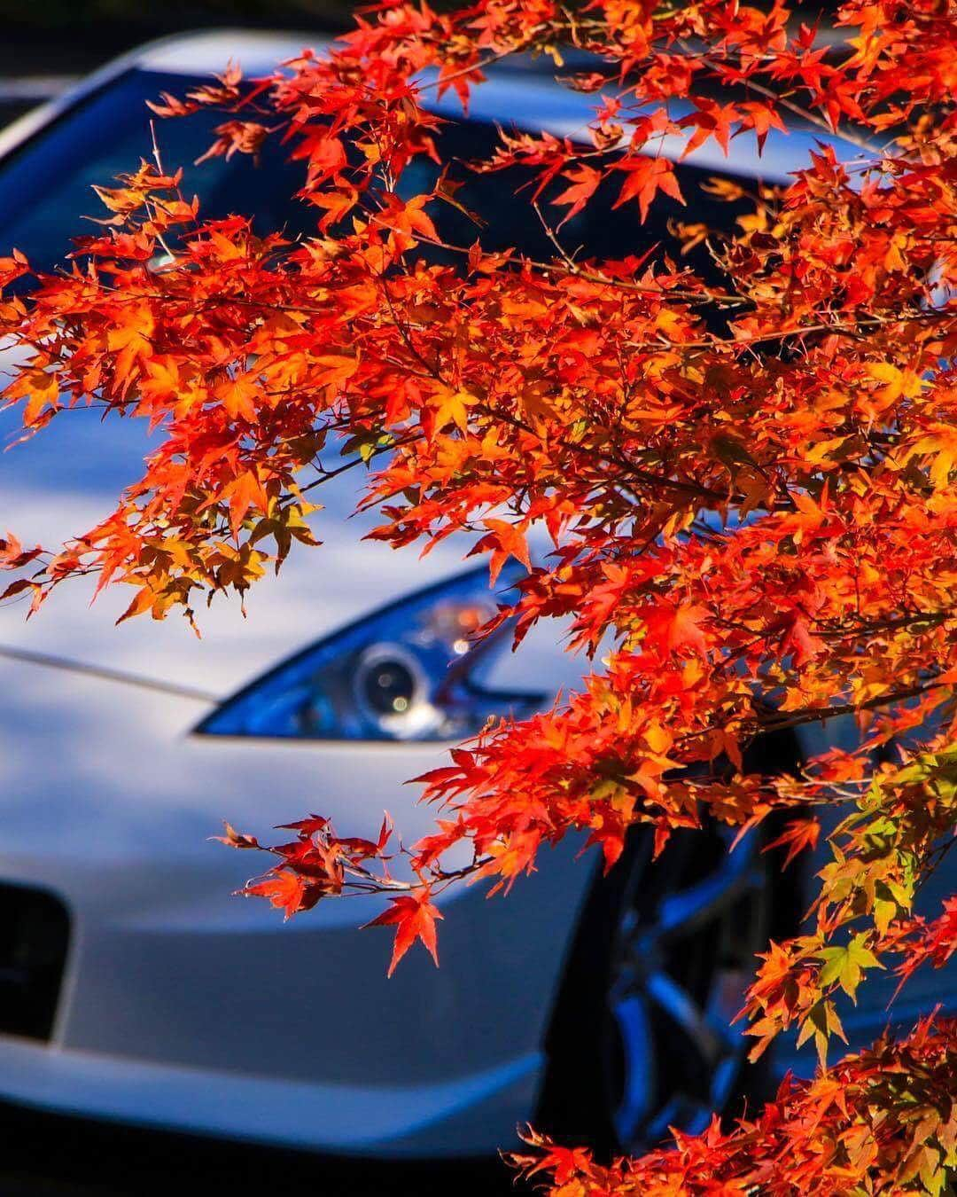 日産自動車さんのインスタグラム写真 - (日産自動車Instagram)「ZとREDが出会うとき。 Photo by @shinya.z34  #japan #埼玉 #長瀞  #紅葉 #秋 #fall #autumn #autumnleaves  #白い車 #whitecar #🍁 #naturephotography #bridges #lightup #秋の旅行 #ちら見え #愛車撮影 #instatrip #cleanair #自然美 #撮影風景 #🚗 #日産フェアレディz #fairladyz #日産 #ニッサン #nissan #nissanjapan #5523」11月28日 19時41分 - nissanjapan