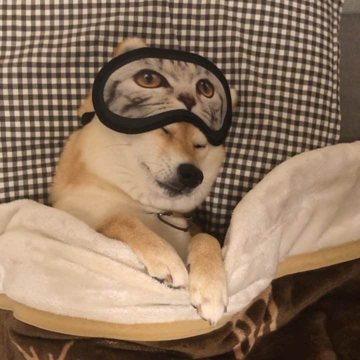 マロたんのインスタグラム：「I'm still sleepy. 二度寝 #nウォームはあたたかい #shiba #shibainu #weeklyfluff」