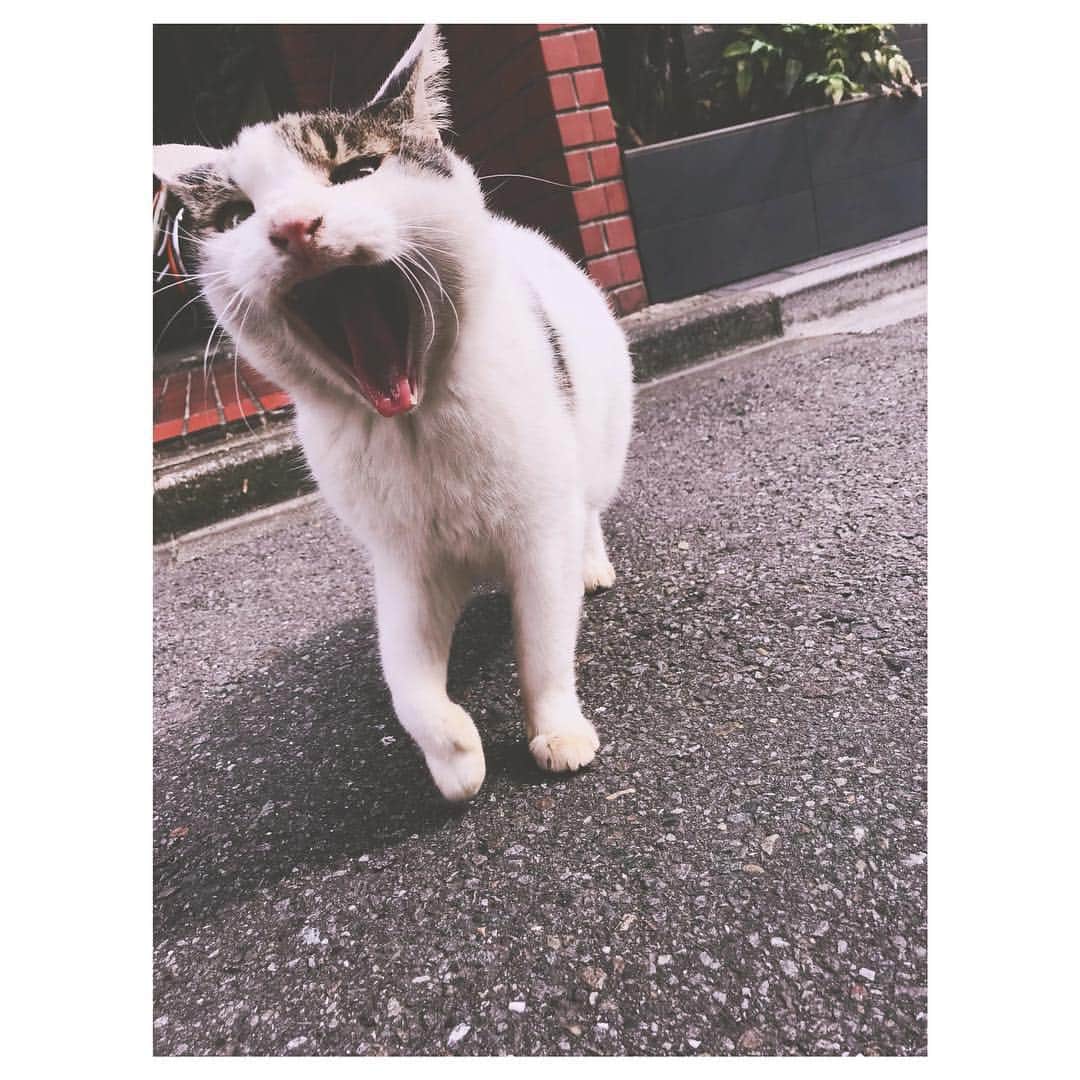 大塚愛さんのインスタグラム写真 - (大塚愛Instagram)「療養中は癒しが必要でしょ。 そうでしょ。そうでしょ。 シャランラーん🎵  AIO  #癒し #猫 #cat  #インフル #大人 #は #大変 #にゃめんなよ #水曜日のスマイルたちへ」11月29日 12時43分 - aiotsuka_official