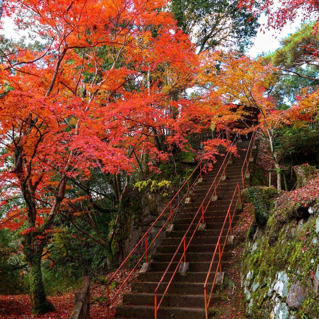 鹿児島よかもん再発見のグルメインスタ