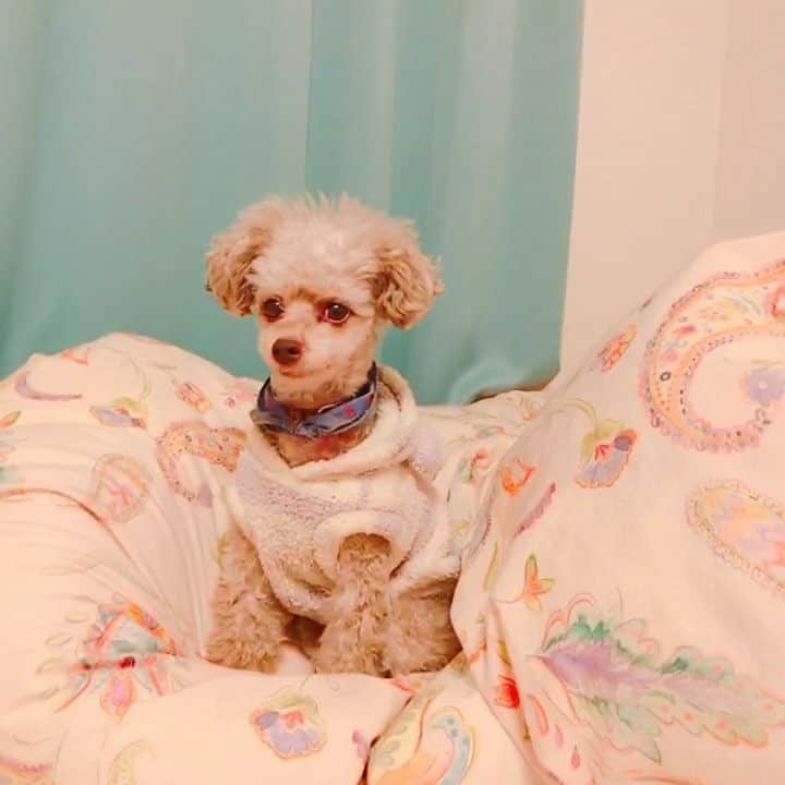 本田しおりのインスタグラム：「#月曜から夜更かし のオープニング流れるといつも首傾げるw ワンちゃんの声以外の所でもめっちゃ首傾げるけん、この曲にはワンちゃんが反応する何かがあるはず #もずく先生  #タイニープードル」