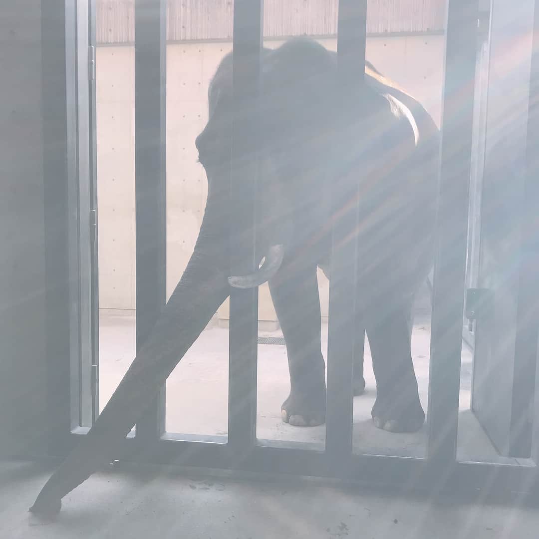 元井美貴さんのインスタグラム写真 - (元井美貴Instagram)「#ズーラシア の #ラスクマル くんと #シュリー ちゃん🐘 #飼育体験 はゾウ舎の掃除、食事の準備、トレーニングの見学など充実していて飼育員さんの大変さと素晴らしさが伝わりました」11月30日 9時56分 - mikimotoi