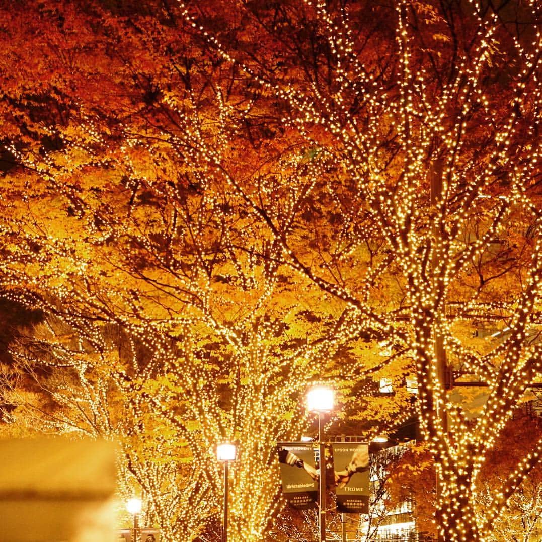 飯島寛騎さんのインスタグラム写真 - (飯島寛騎Instagram)「表参道が美しかったので。📸あぁ、冬だなって伝わる写真だと思う」11月30日 20時30分 - hiroki_iijima_official