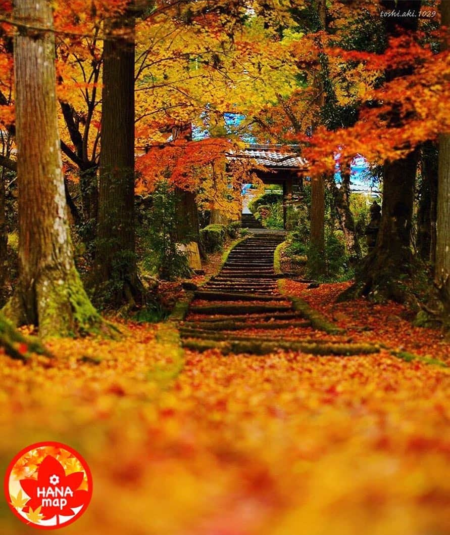 はなまっぷ❁日本の花風景のインスタグラム