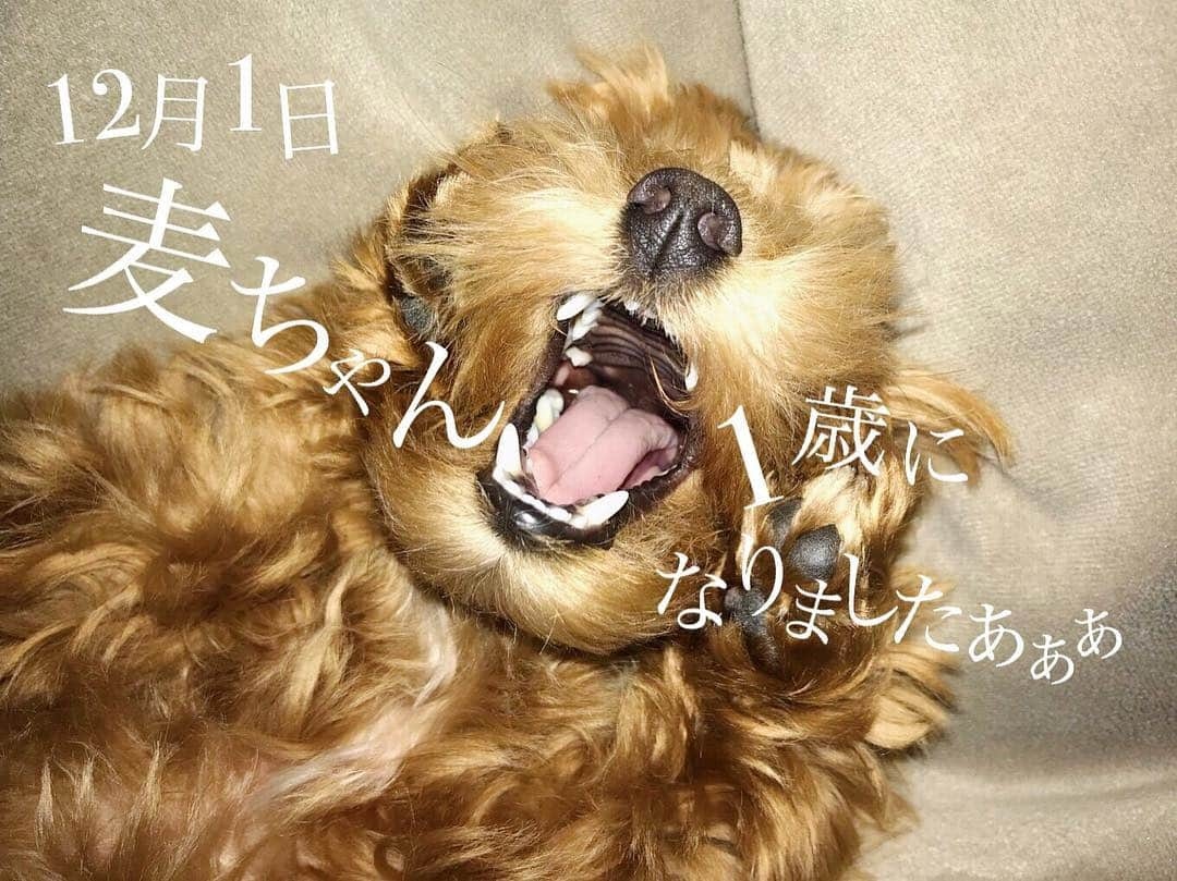 薮田和樹さんのインスタグラム写真 - (薮田和樹Instagram)「. 私は犬。 名前は麦。女の子。 よくトイプードルって言われるけど マルプーです。 よろしくお願いします。笑」12月1日 17時45分 - kazuki_yabuta