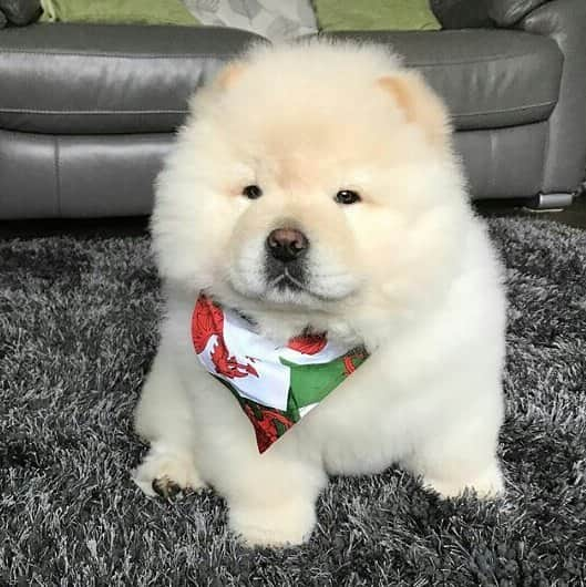 CHOWSTAGRAM CHoW CHoW PuPPieSのインスタグラム：「@lilybearchowchow」