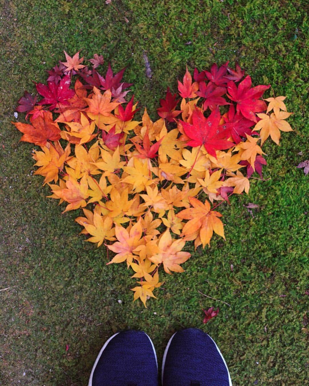 のインスタグラム：「* 2017.12.1 . この前圓光寺で見つけた ハートのもみじ🍁♥️ グラデーションになってるのがニクい♡（笑） . 昨日知ったんですが 今年Instagramで最も使われたタグは #love だそうですよ😚💕 . . . #圓光寺 #みくおさんぽ .」