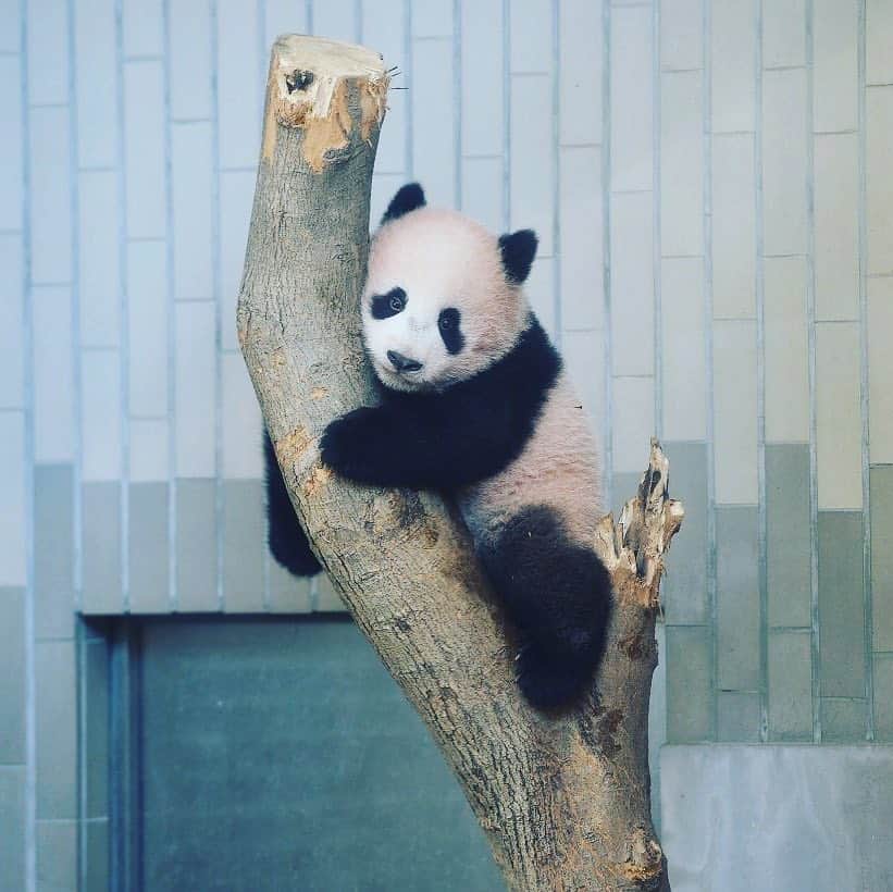のインスタグラム：「なんだかんだ 上野動物園から ニュースが 届くたび 親戚の叔母のように 癒されております。 あぶない。 シャンシャンマジック🐼 明日は赤坂で ライブや。」